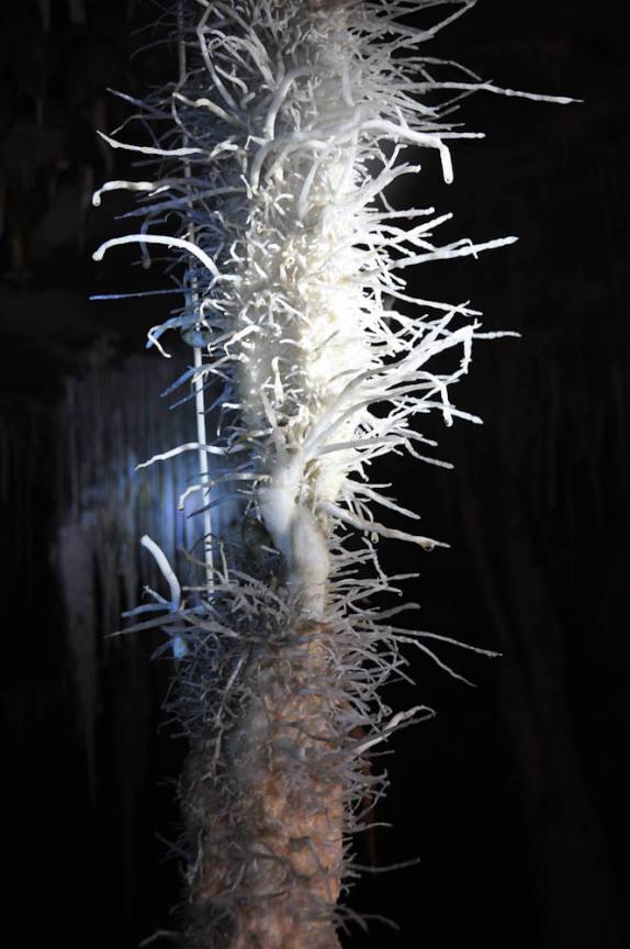 Delicadas formações de calcita na caverna de São Mateus, no P. E. de Terra Ronca, região de São Domingos - GO